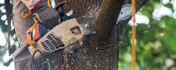 Best Tree Preservation Services  in Poplar Cotton Center, CA