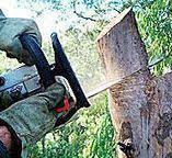 Best Tree Trimming and Pruning  in Poplar Cotton Center, CA