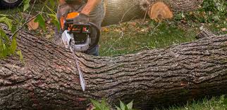Best Lawn Pest Prevention  in Poplar Cotton Center, CA