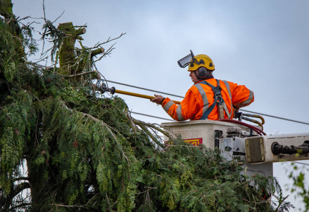 Best Hazardous Tree Removal  in Poplar Cotton Center, CA