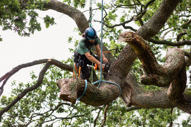 Poplar Cotton Center, CA Tree Care Company