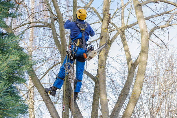 Best Arborist Consultation Services  in Poplar Cotton Center, CA