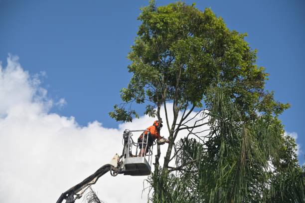 Professional Tree Care in Poplar Cotton Center, CA