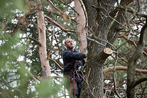 Best Tree Mulching  in Poplar Cotton Center, CA