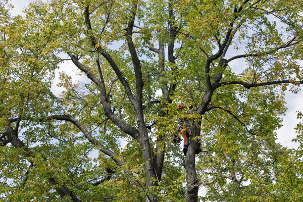 Best Tree Removal  in Poplar Cotton Center, CA