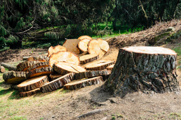 How Our Tree Care Process Works  in  Poplar Cotton Center, CA